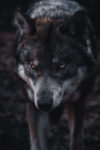 Photo by Chris Ensminger
